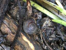 Image of southern hairy red snail