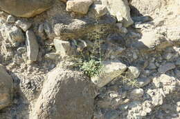 Image of Scrophularia deserti Del.