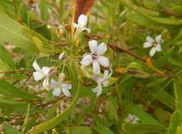 Imagem de Billardiera cymosa F. Müll.