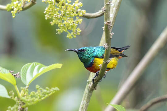 Image of Regal Sunbird