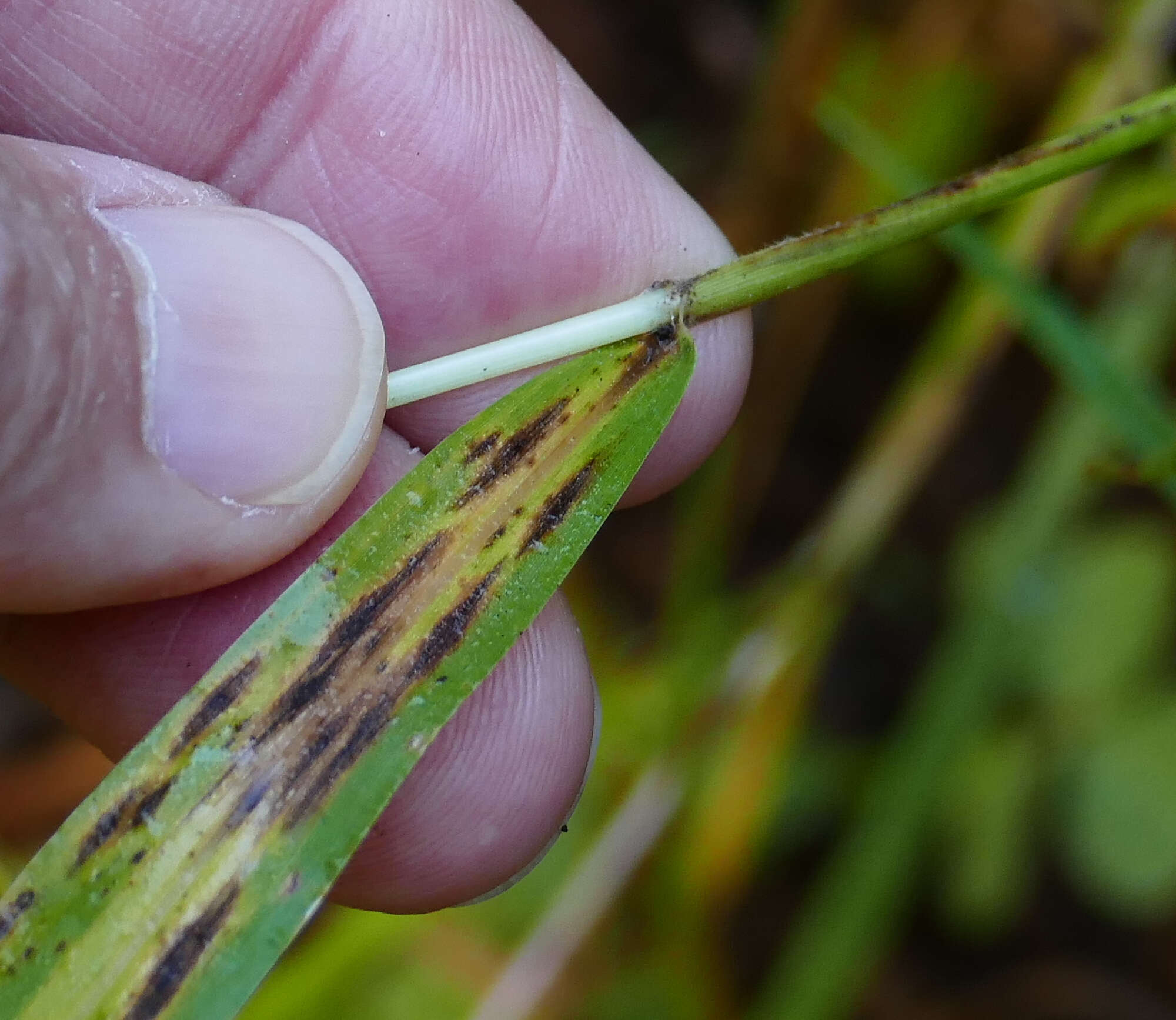 Image of Grisebach's bristlegrass