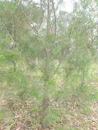 Image of Black Cypress-pine