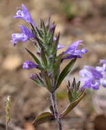 Image of Ziziphora taurica M. Bieb.