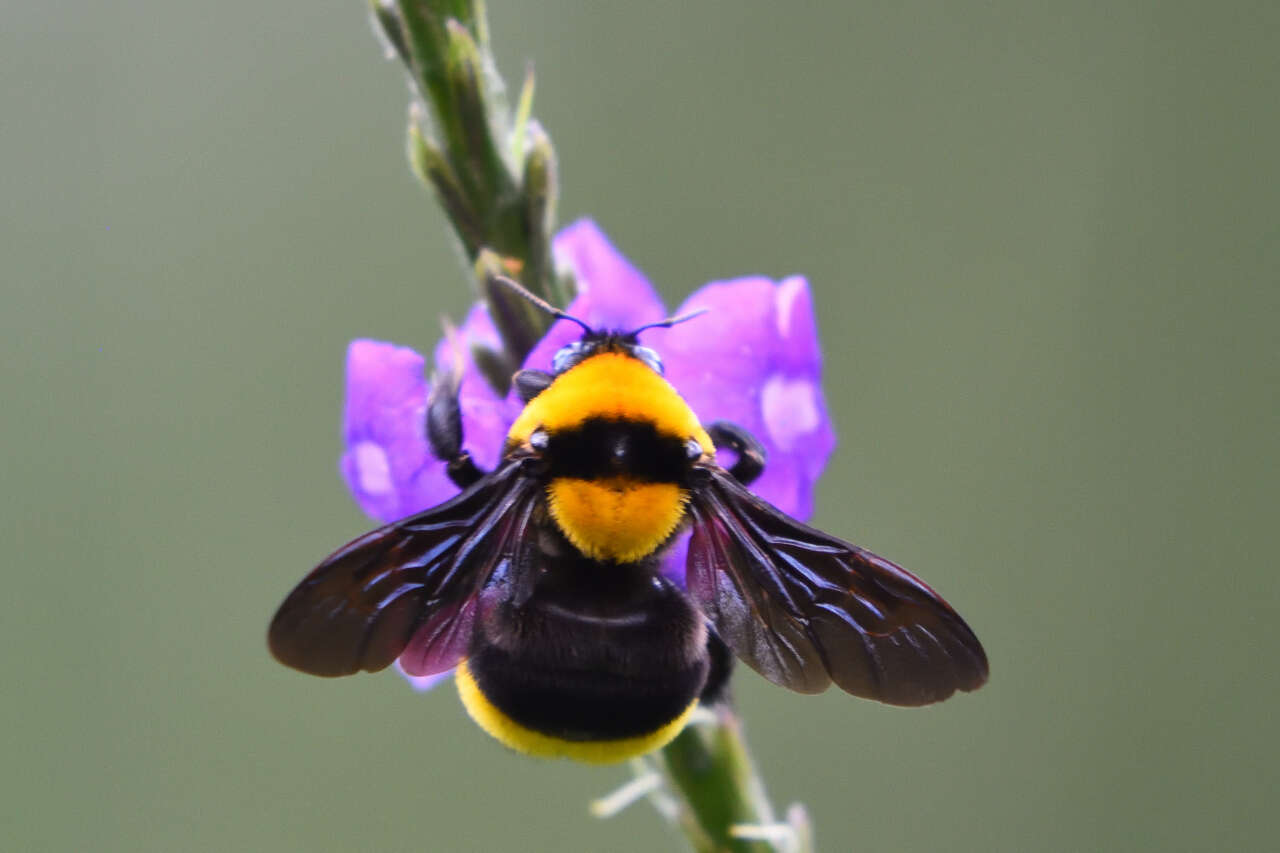 Imagem de Bombus transversalis (Olivier 1789)