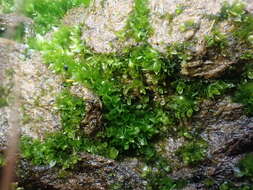 Image of pinkstink dung moss