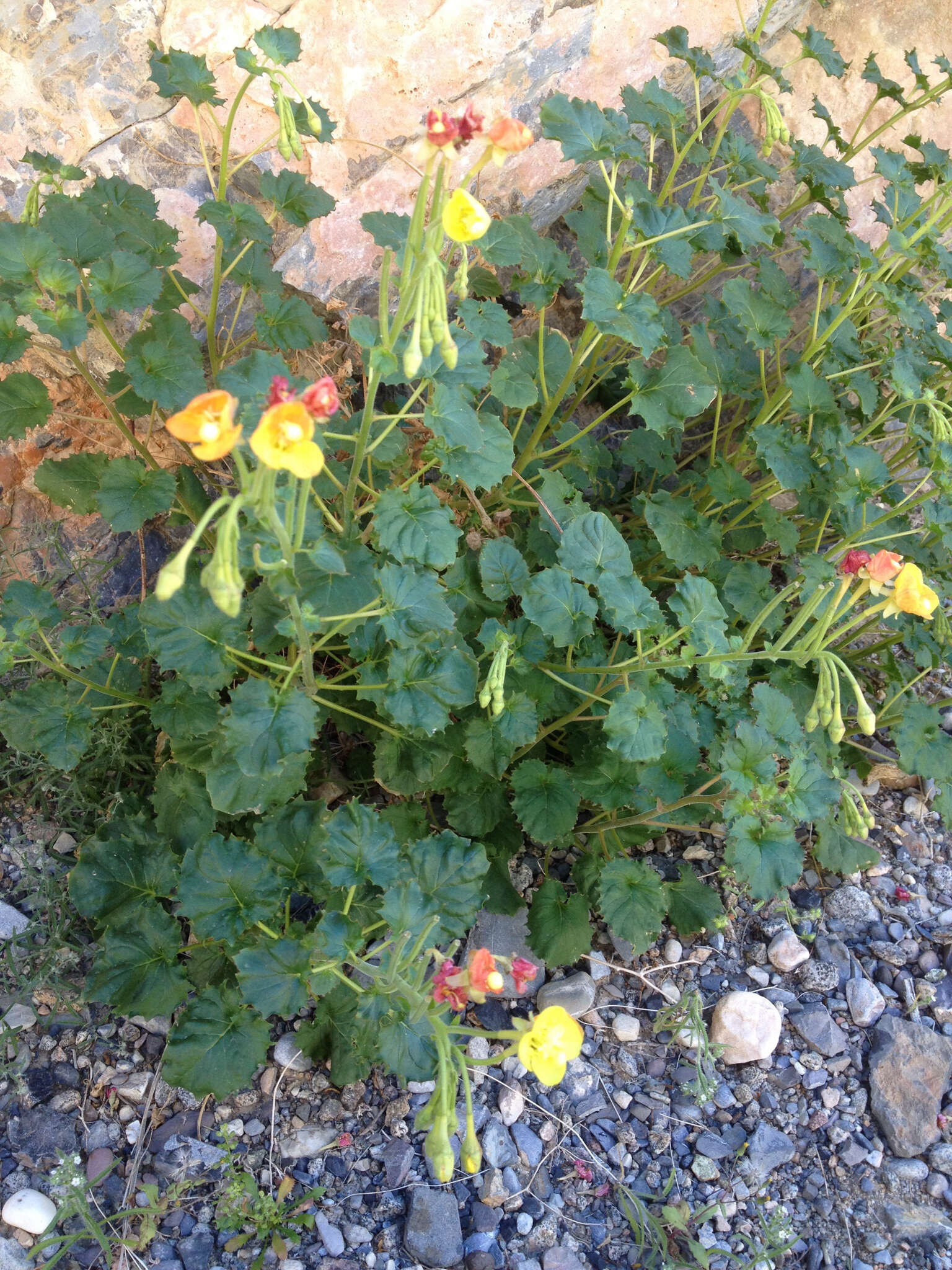 Image of heartleaf suncup