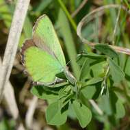 Plancia ëd Callophrys rubi (Linnaeus 1758)