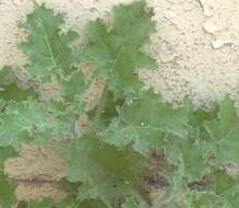 Image of Golden Henbane