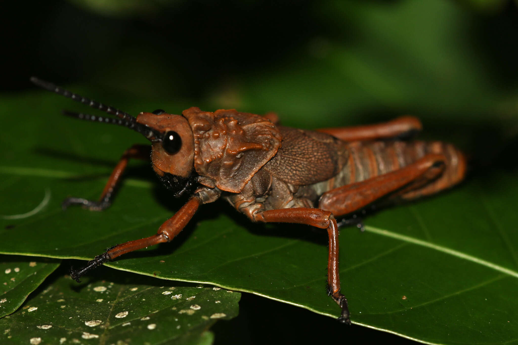 Image of Loveridgacris