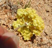 Image of Eriogonum strictum var. anserinum (Greene) S. Stokes