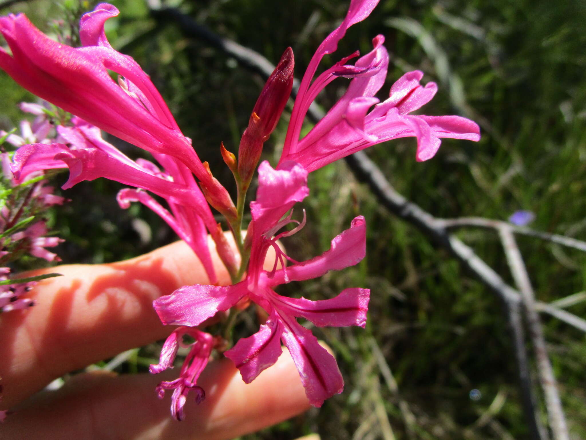 Image of Tritoniopsis ramosa (Klatt) G. J. Lewis