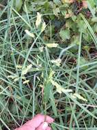 Image of Catchfly Grass