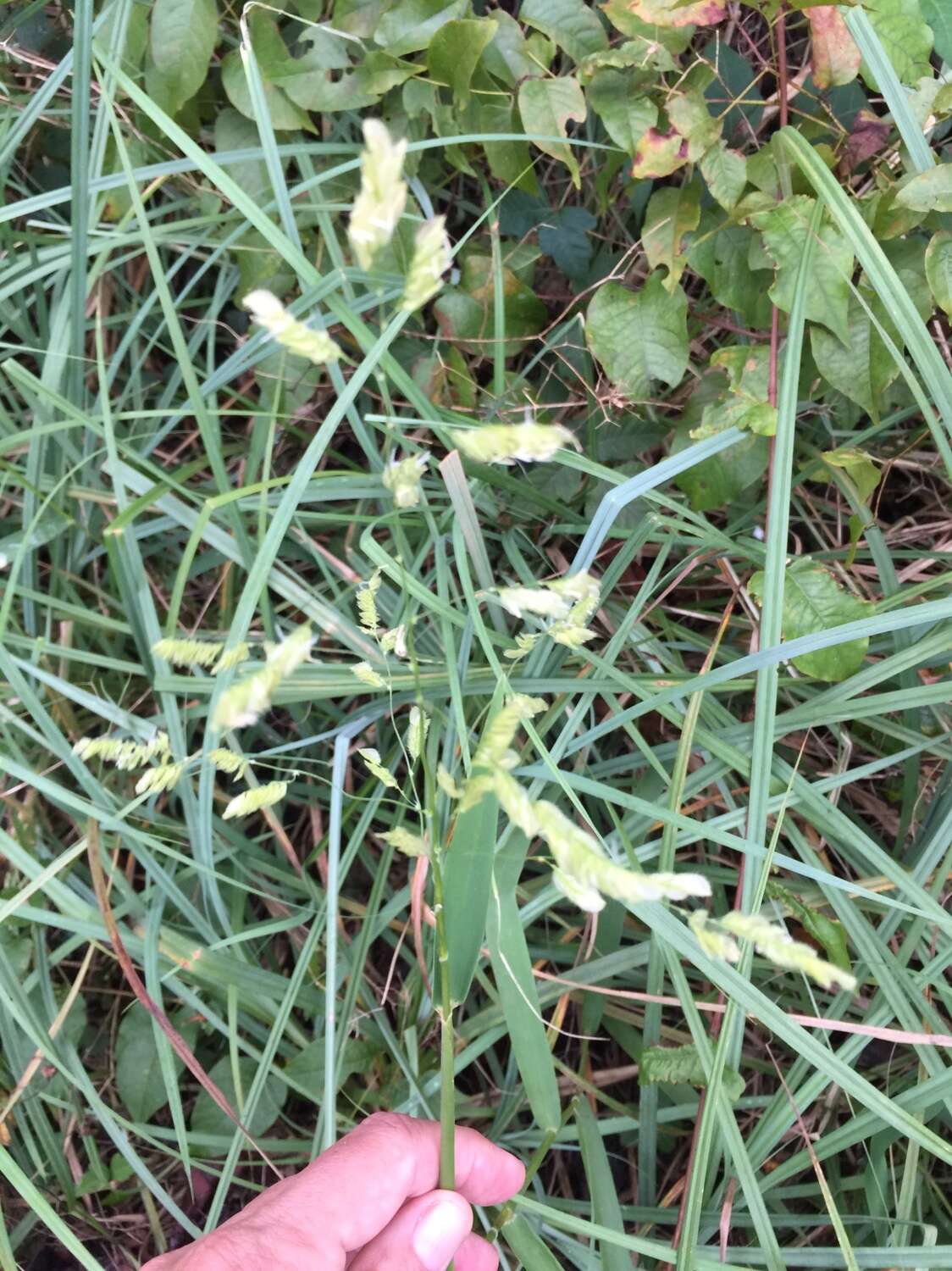 Plancia ëd Leersia lenticularis Michx.