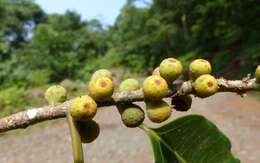 Image of Ficus talbotii King