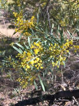 Image of graceful wattle