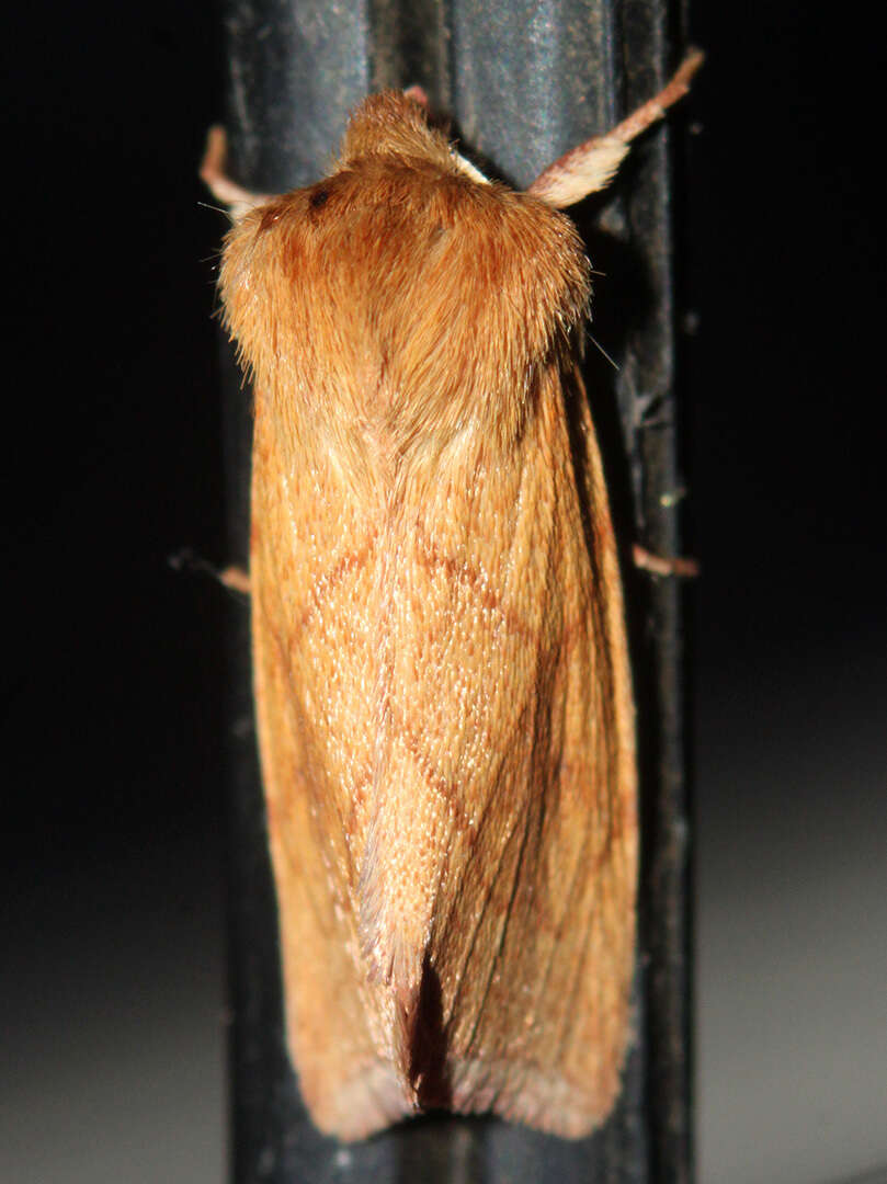 Image of V-lined Quaker Moth