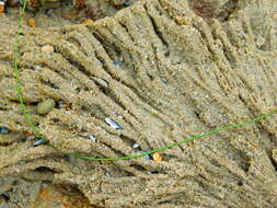 Image of Sandcastle worm