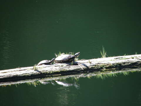 Image of slider turtle, red-eared terrapin, red-eared slider