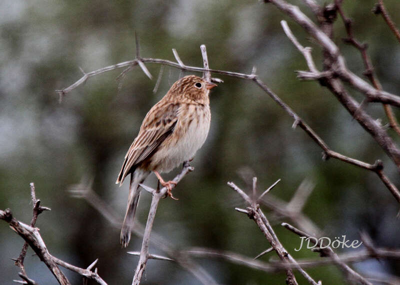 صورة Rhopospina carbonaria