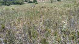 Plancia ëd Eragrostis capensis (Thunb.) Trin.