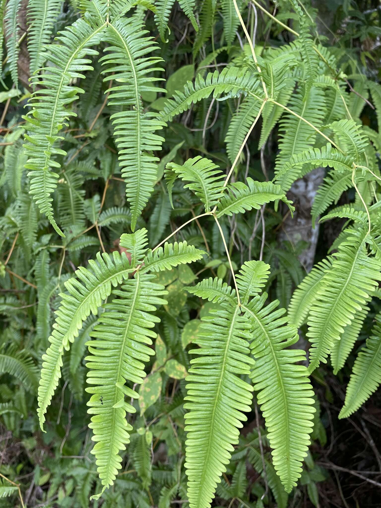 Imagem de Dicranopteris taiwanensis Ching & P. S. Chiu