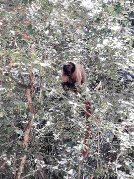 Imagem de Callicebus personatus (É. Geoffroy Saint-Hilaire 1812)