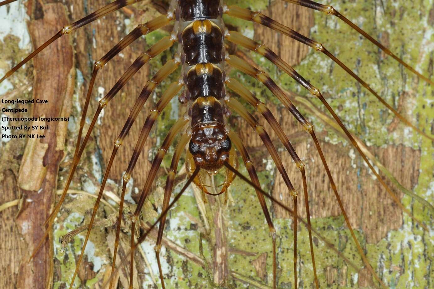 Image of Thereuopoda longicornis (Fabricius 1793)