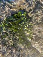 Image of Codium edule