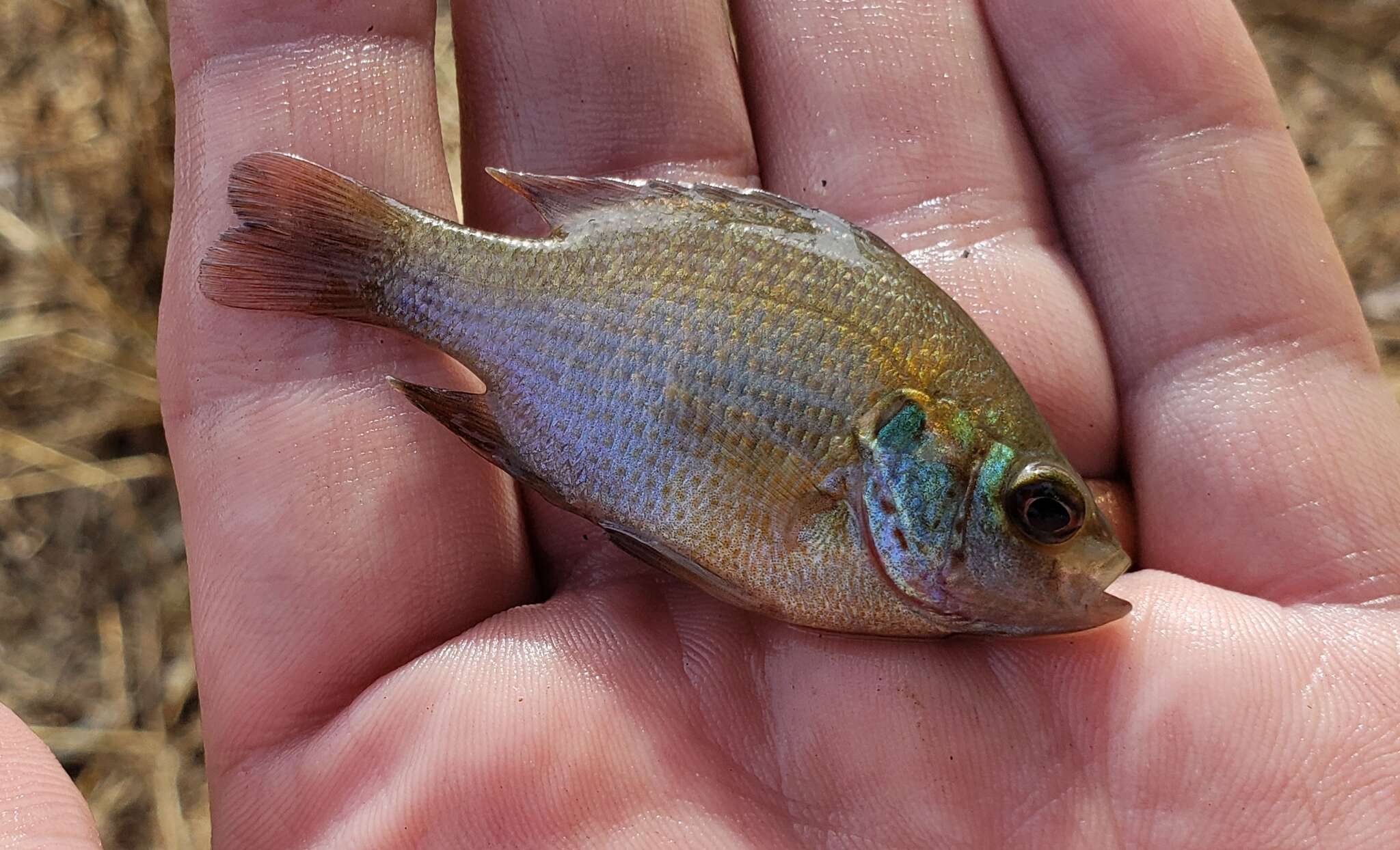 Image of Redspotted Sunfish