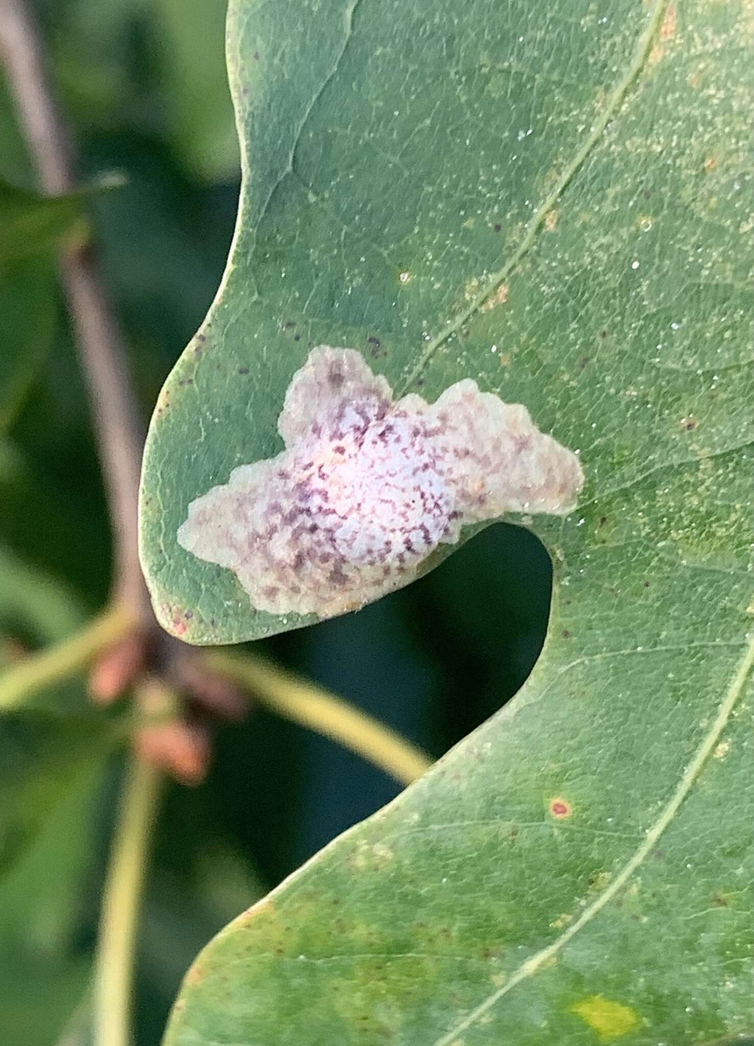 Image of Oak Blotch Miner