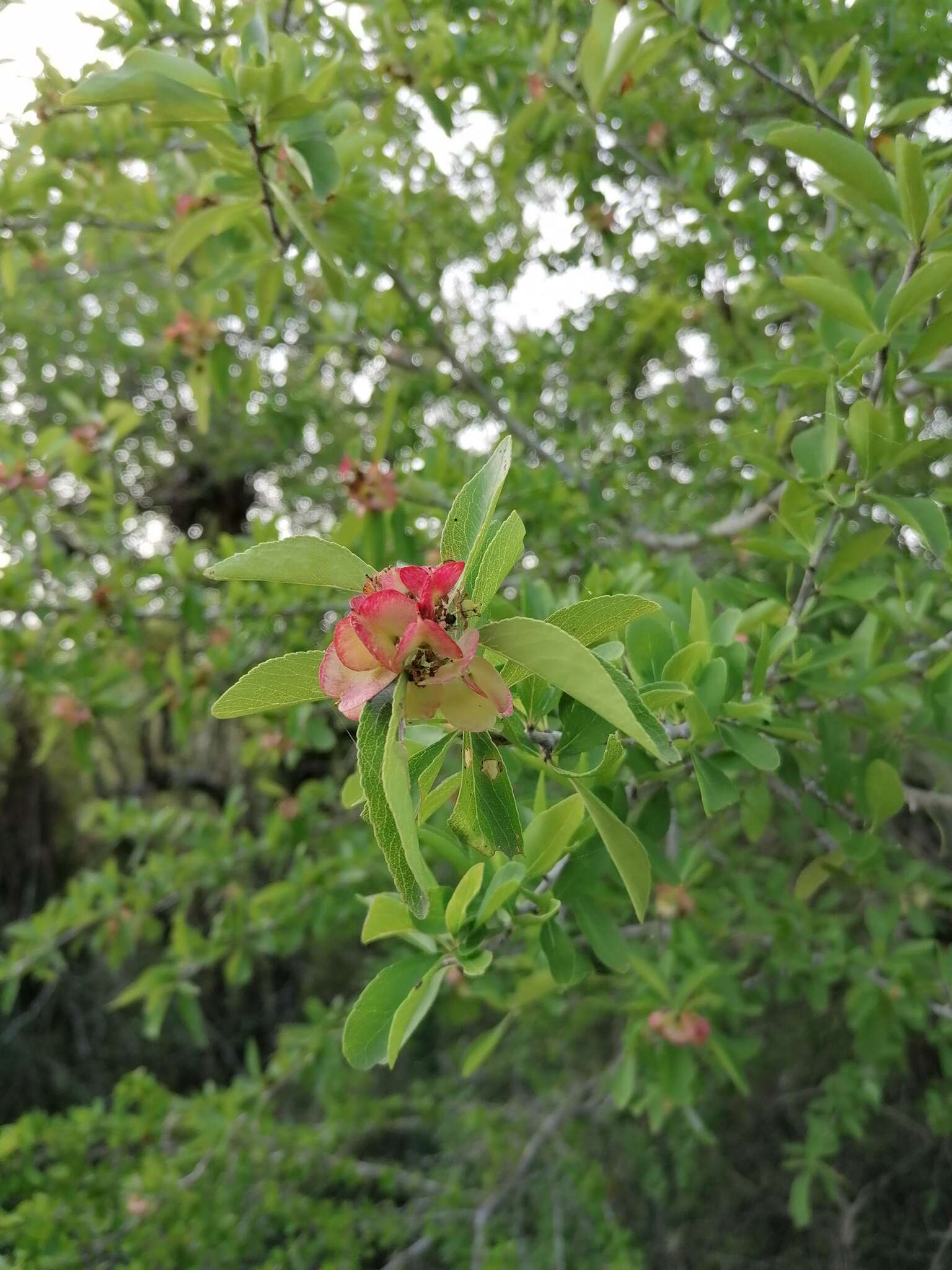 Sivun Wimmeria microphylla L. Radlkofer kuva