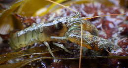 Image of twistclaw pistol shrimp