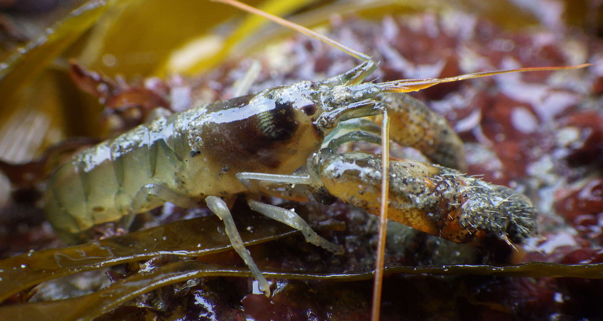 Image of twistclaw pistol shrimp