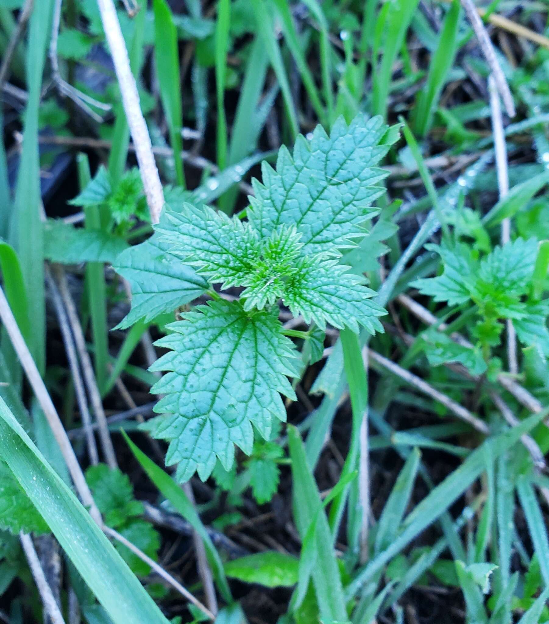 Image of stingingnettle