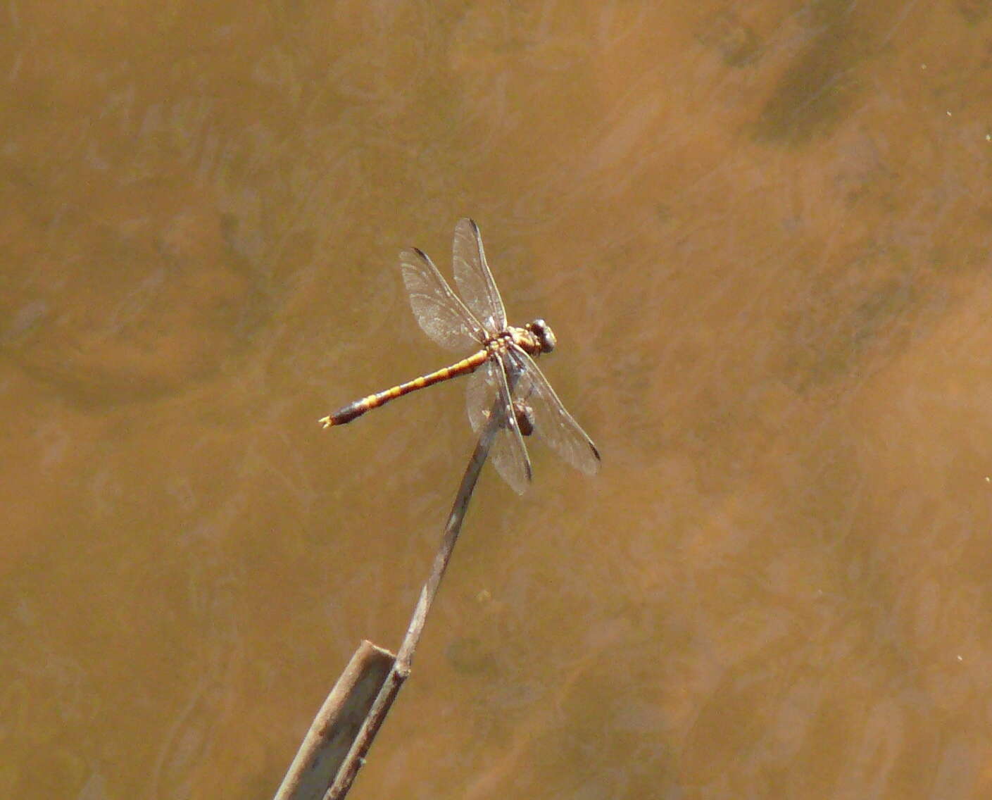 Image of Progomphus Selys 1854