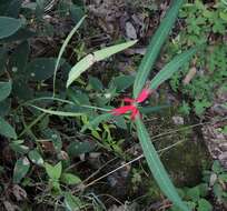 Euphorbia colorata Engelm. resmi