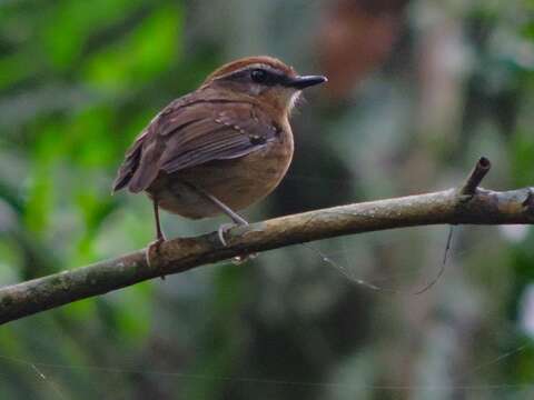 Image of Black-cheeked Gnateater