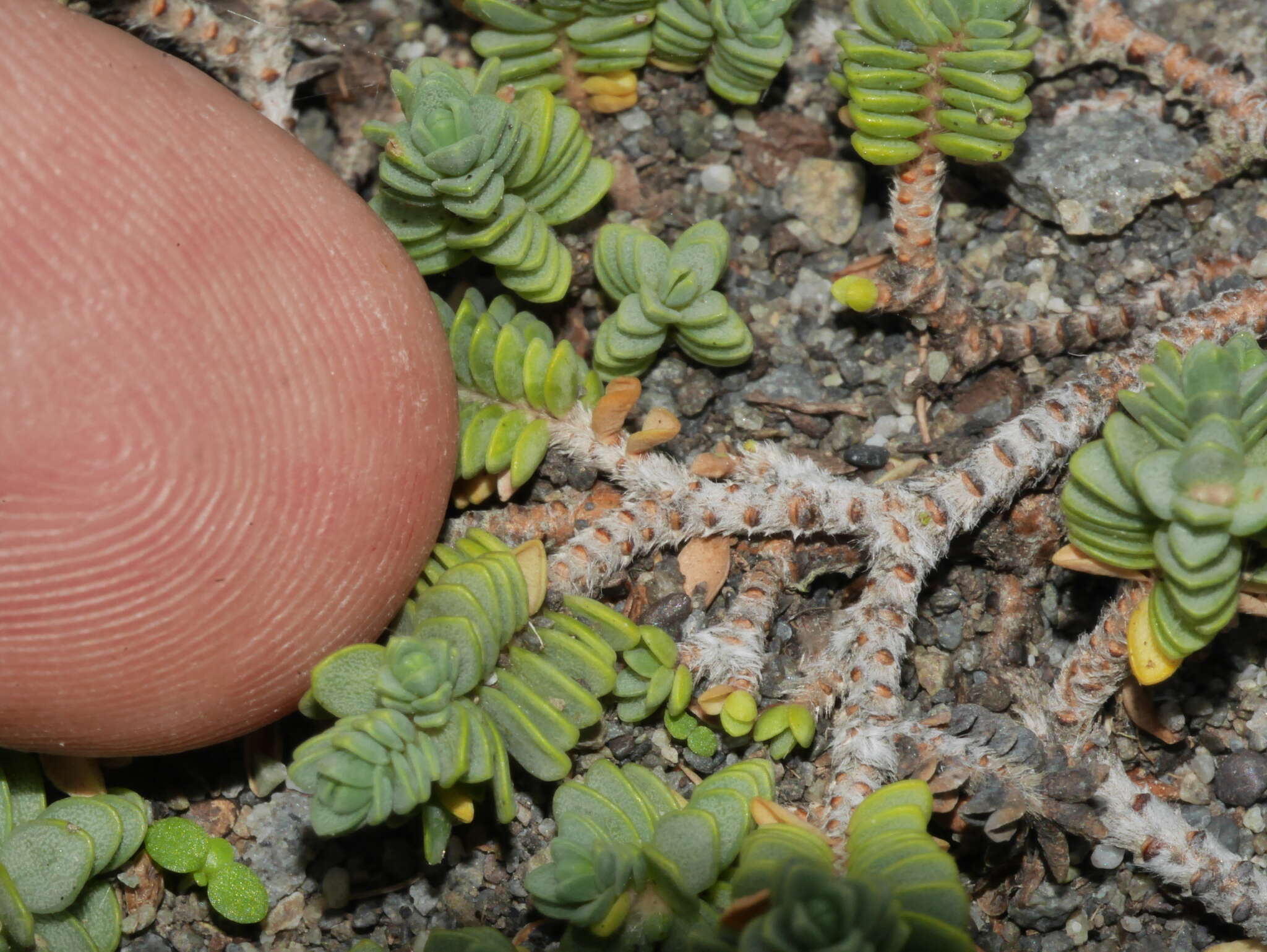 Image of Pimelea prostrata subsp. seismica C. J. Burrows