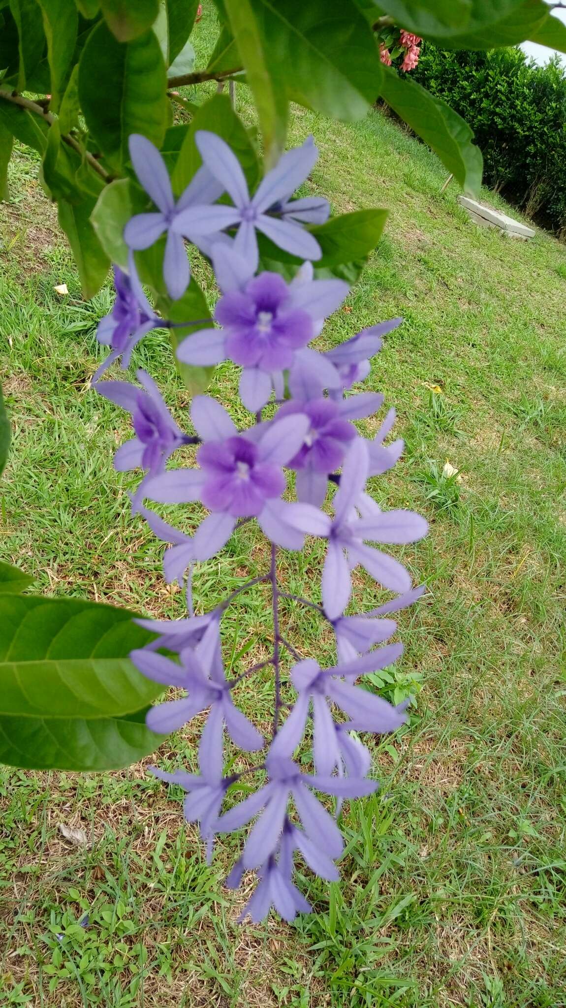 Image of petrea