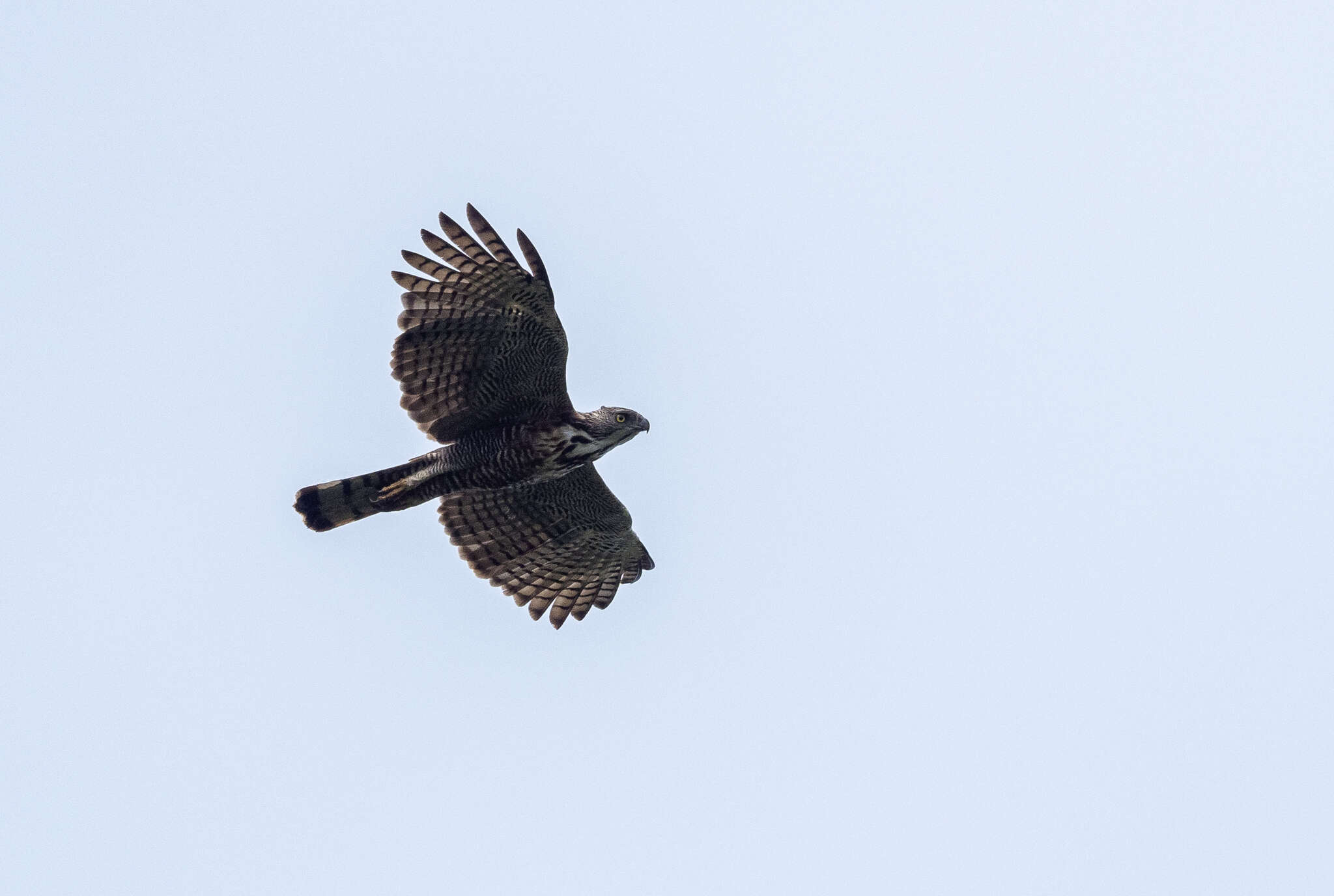 Nisaetus pinskeri (Preleuthner & Gamauf 1998) resmi