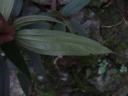 Image of Boehmeria densiflora Hook. & Arn.