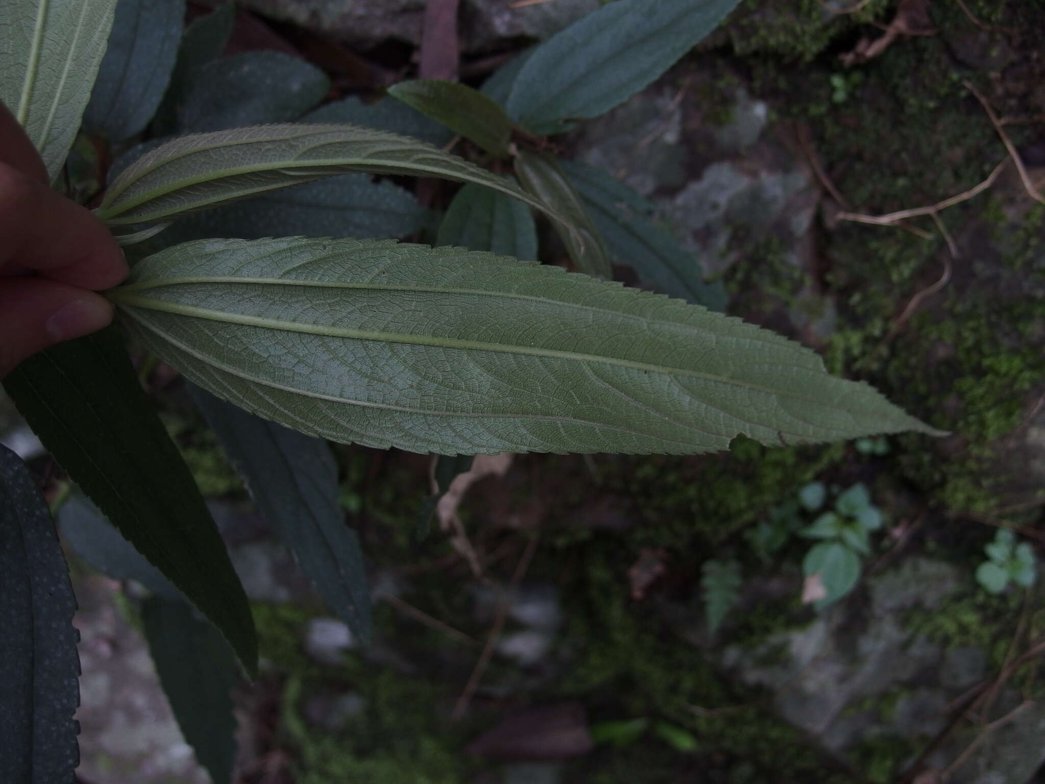Image of Boehmeria densiflora Hook. & Arn.