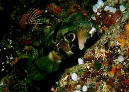 Image of Black-blotched porcupinefish