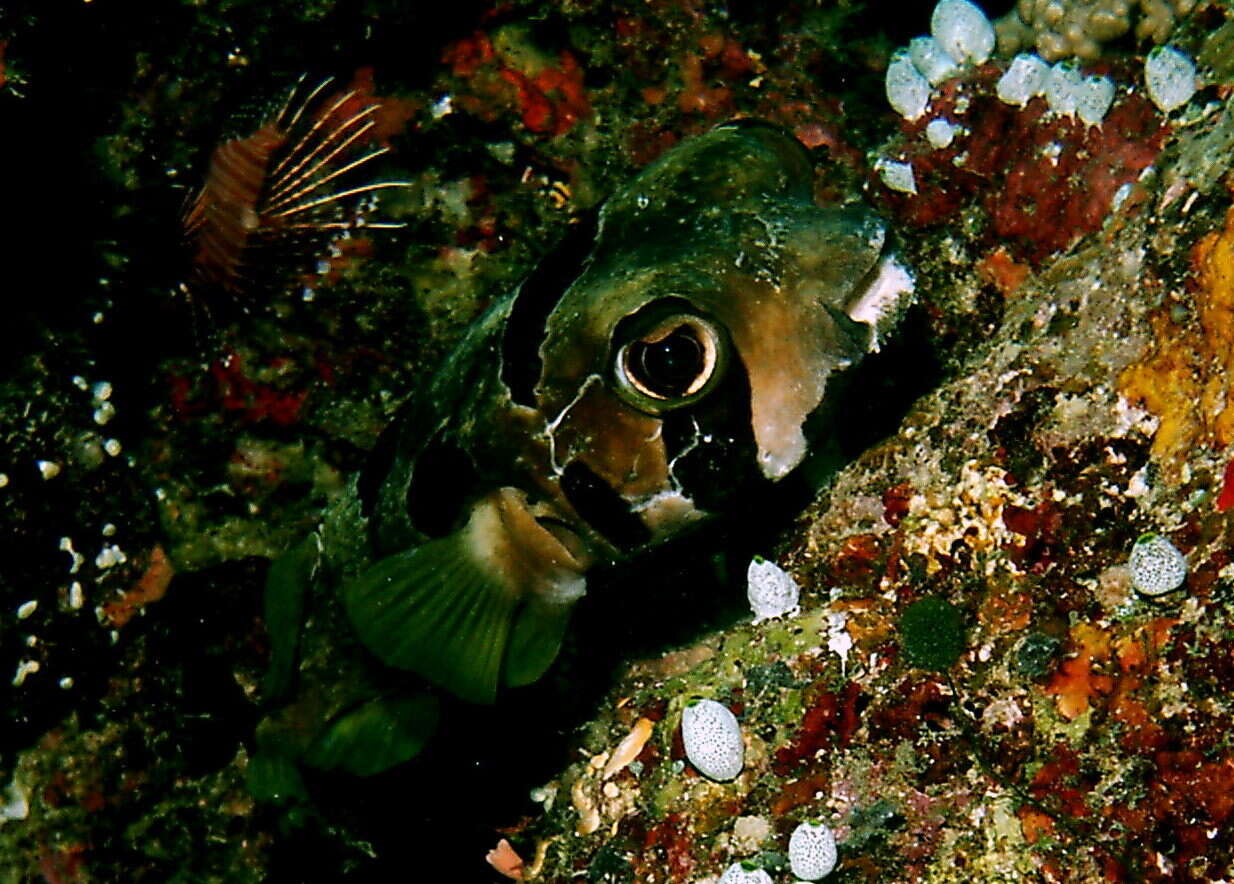 Image of Black-blotched porcupinefish