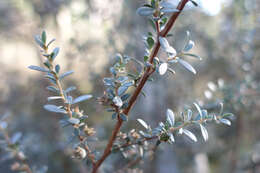 Sivun Leptospermum myrtifolium Sieber ex DC. kuva