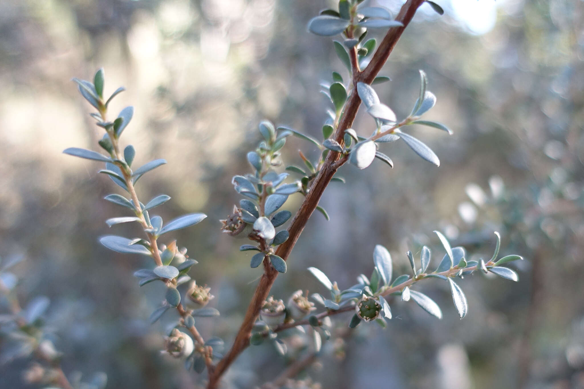 Sivun Leptospermum myrtifolium Sieber ex DC. kuva