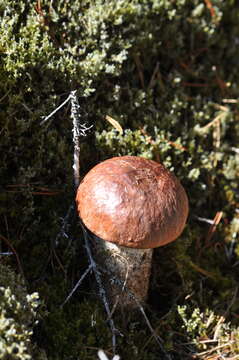 Image of Leccinum ponderosum A. H. Sm., Thiers & Watling 1966