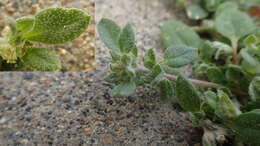 Image of Axyris prostrata L.