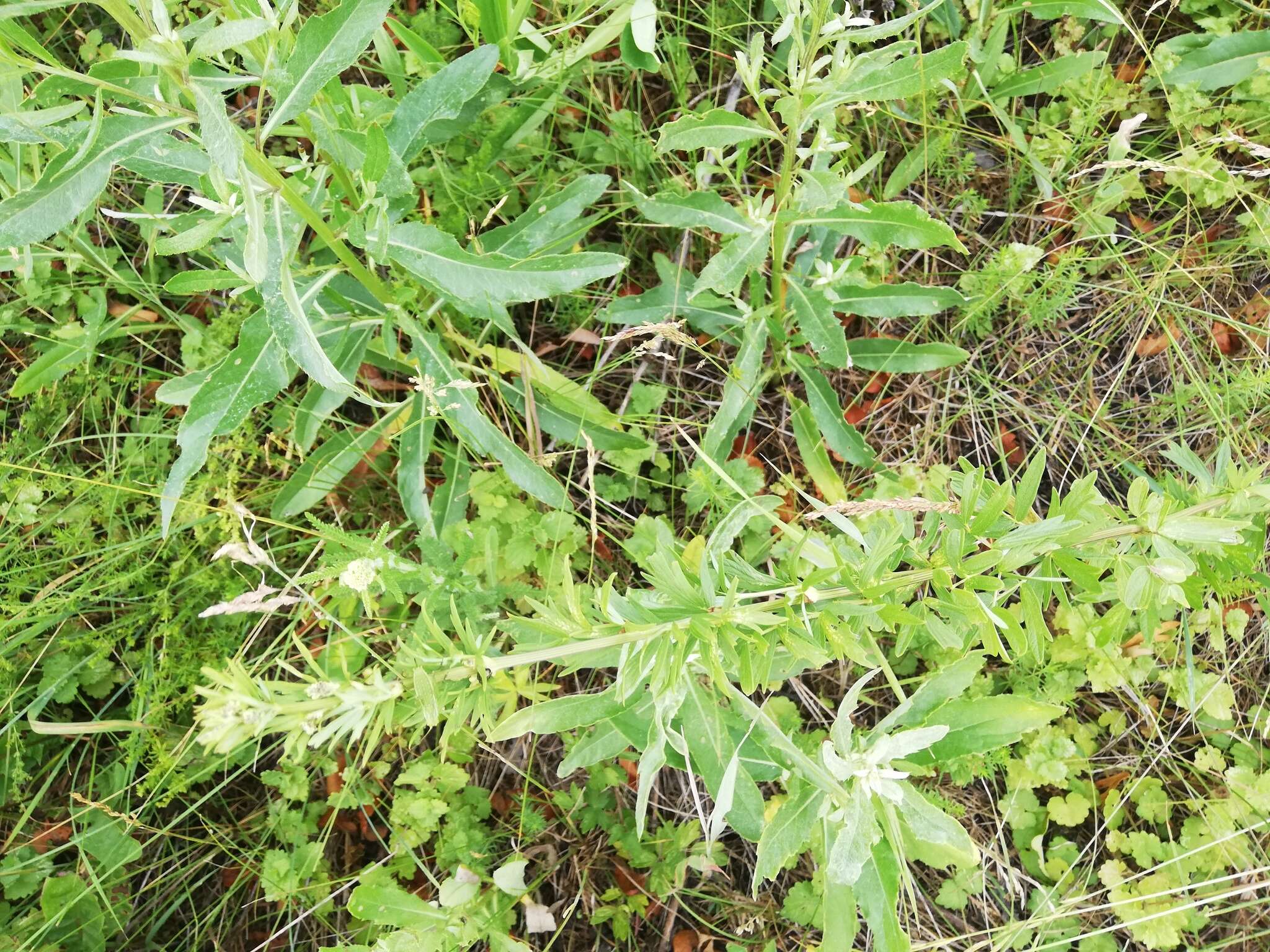 Image of Thalictrum simplex L.