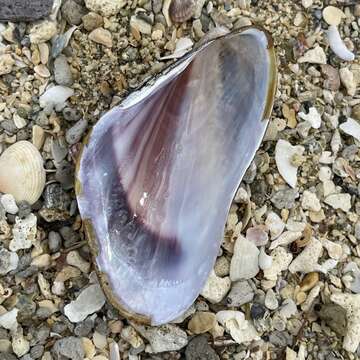 Image of ear mussel